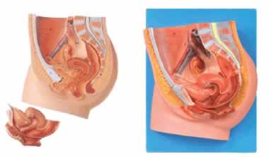 女性盆腔正中矢状切面模型