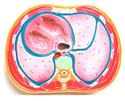 胸腔横断模型